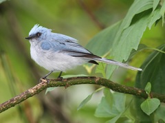 Elminia albicauda