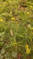 Ranunculus acris
