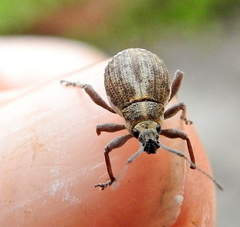 Sciobius