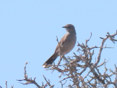 Cercotrichas coryphoeus cinerea