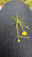 Ranunculus acris