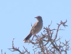 Cercotrichas coryphoeus cinerea
