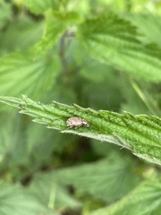 Peritelus sphaeroides