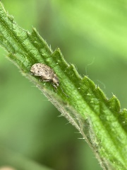 Peritelus sphaeroides