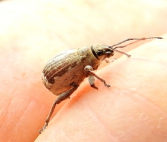 Sciobius