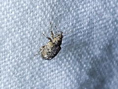 Conotrachelus recessus