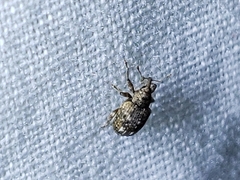 Conotrachelus recessus