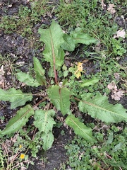 Rumex crispus