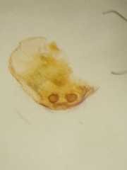 Thorelliola javaensis