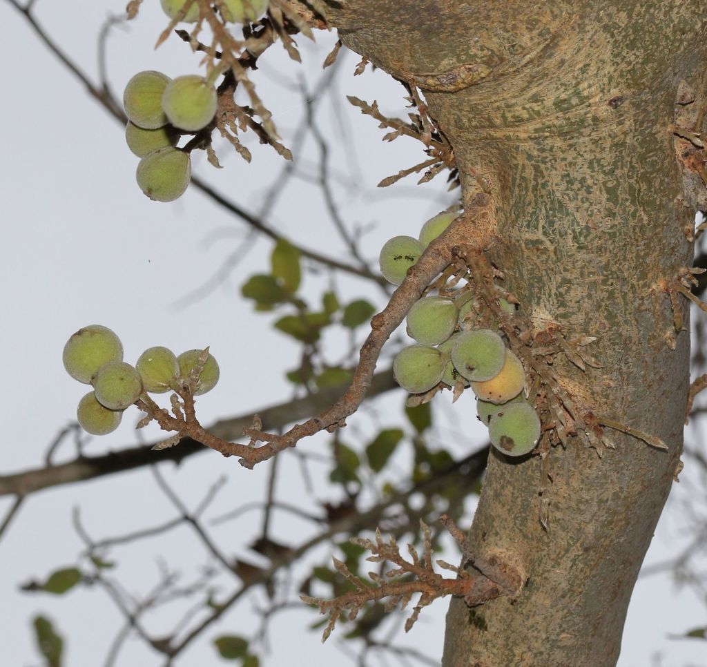 Ficus sycomorus, Kwali Camp, Malilangwe, Chiredzi, Zimbabwe