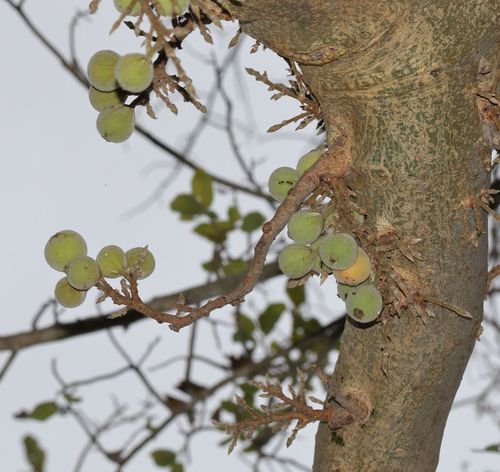 Ficus sycomorus