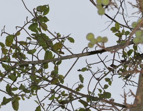 Ficus sycomorus