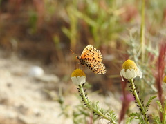 Melitaea telona