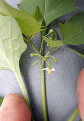 Solanum opacum
