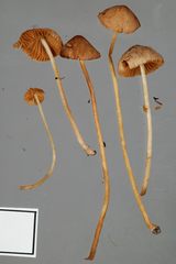 Conocybe mesospora