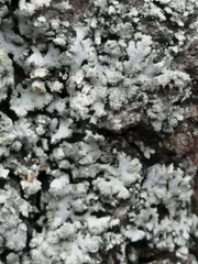 Hypogymnia farinacea