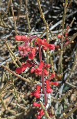 Penstemon utahensis