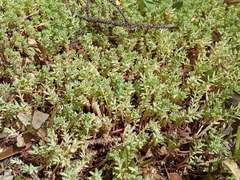 Sedum pallidum
