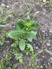 Thlaspi arvense