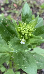 Thlaspi arvense
