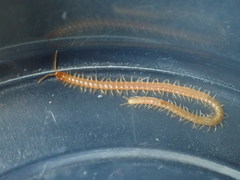 Geophilus regnans