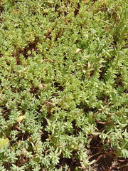 Sedum pallidum