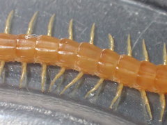 Scolopocryptops gracilis