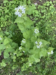 Alliaria petiolata