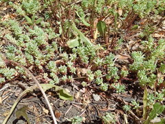 Sedum pallidum