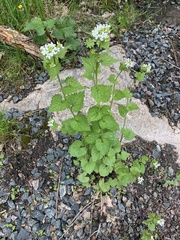 Alliaria petiolata