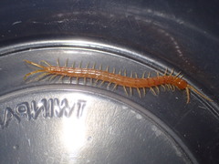 Scolopocryptops gracilis