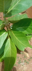 Calotropis procera image