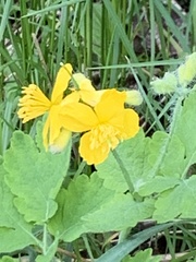 Chelidonium majus