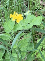 Chelidonium majus