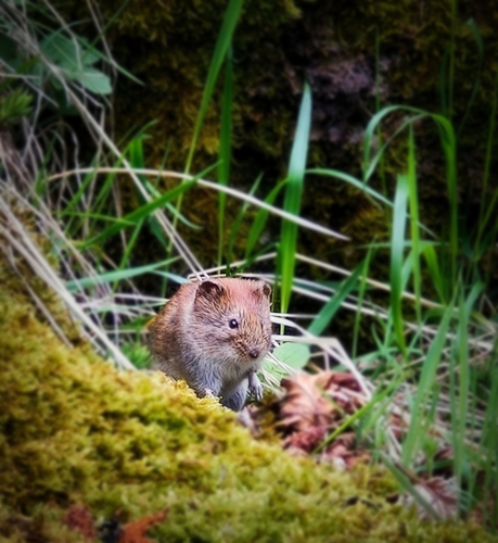 Bank Vole