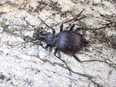 Scaphinotus punctatus