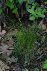 Festuca heterophylla