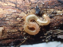 Geophilus regnans
