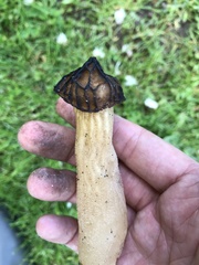Morchella semilibera