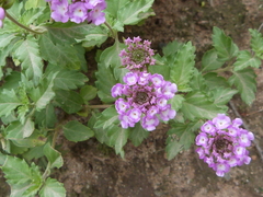 Lantana xenica
