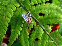 Borysthenes maculatus