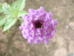 Lantana xenica