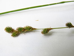 Carex echinodes