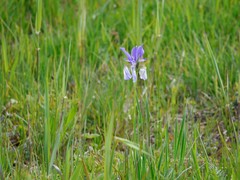 Iris sibirica