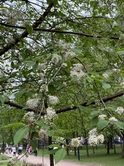 Prunus