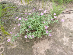 Lantana xenica