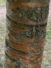 Prunus