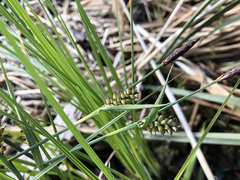 Carex panicea