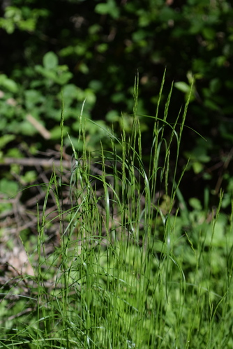 Festuca heterophylla iNat (2)