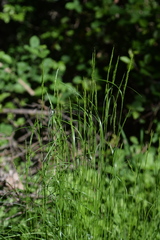 Festuca heterophylla